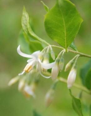 Fotografia 8 da espécie Styrax americanus no Jardim Botânico UTAD