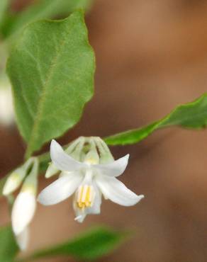 Fotografia 9 da espécie Styrax americanus no Jardim Botânico UTAD