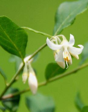 Fotografia 10 da espécie Styrax americanus no Jardim Botânico UTAD