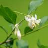 Fotografia 10 da espécie Styrax americanus do Jardim Botânico UTAD