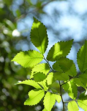 Fotografia 1 da espécie Zelkova carpinifolia no Jardim Botânico UTAD