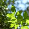 Fotografia 1 da espécie Zelkova carpinifolia do Jardim Botânico UTAD