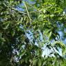 Fotografia 6 da espécie Zelkova carpinifolia do Jardim Botânico UTAD