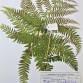 Fotografia 16 de herbário da espécie Athyrium filix-femina no Jardim Botânico UTAD