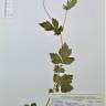 Fotografia de herbário 1 da espécie Geum hispidum no Jardim Botânico UTAD