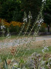 Fotografia da espécie Lysimachia ephemerum