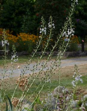 Fotografia 6 da espécie Lysimachia ephemerum no Jardim Botânico UTAD