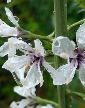 Fotografia 8 da espécie Lysimachia ephemerum no Jardim Botânico UTAD