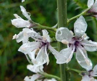 Fotografia da espécie Lysimachia ephemerum