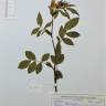 Fotografia de herbário 1 da espécie Rosa squarrosa no Jardim Botânico UTAD