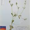Fotografia de herbário 1 da espécie Silene gallica no Jardim Botânico UTAD