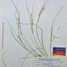 Fotografia de herbário 1 da espécie Carex remota no Jardim Botânico UTAD
