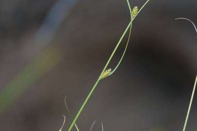 Fotografia da espécie Carex remota