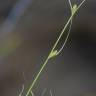 Fotografia 6 da espécie Carex remota do Jardim Botânico UTAD