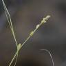 Fotografia 8 da espécie Carex remota do Jardim Botânico UTAD