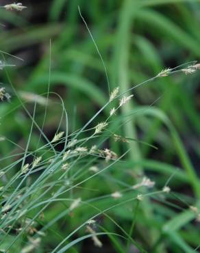 Fotografia 9 da espécie Carex remota no Jardim Botânico UTAD