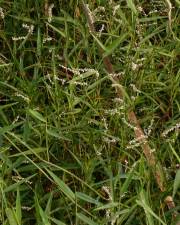 Fotografia da espécie Persicaria decipiens