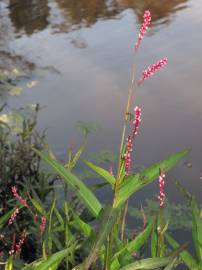 Fotografia da espécie Persicaria decipiens