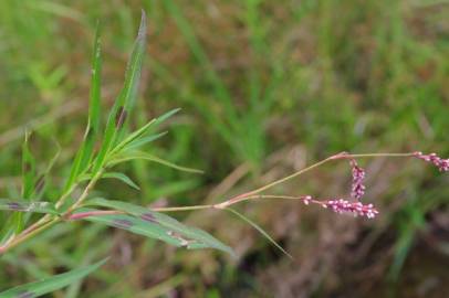 Fotografia da espécie Persicaria decipiens