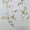 Fotografia de herbário 1 da espécie Fumaria capreolata no Jardim Botânico UTAD