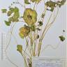 Fotografia de herbário 1 da espécie Montia perfoliata no Jardim Botânico UTAD