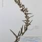 Fotografia 1 de herbário da espécie Echium lusitanicum no Jardim Botânico UTAD