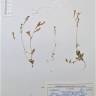 Fotografia de herbário 1 da espécie Silene scabriflora no Jardim Botânico UTAD