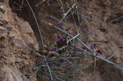 Fotografia da espécie Polygaloides balansae