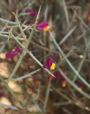 Fotografia 3 da espécie Polygaloides balansae no Jardim Botânico UTAD