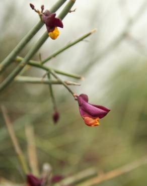 Fotografia 5 da espécie Polygaloides balansae no Jardim Botânico UTAD