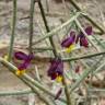 Fotografia 7 da espécie Polygaloides balansae do Jardim Botânico UTAD