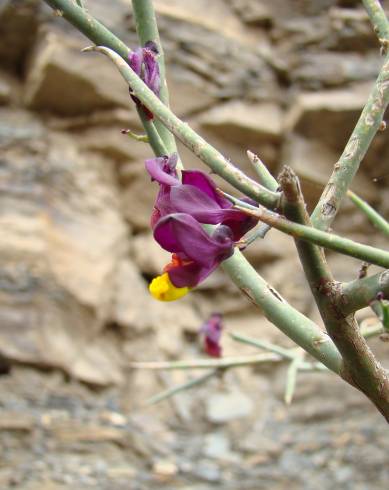 Fotografia de capa Polygaloides balansae - do Jardim Botânico