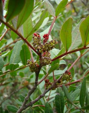 Fotografia 16 da espécie Pistacia lentiscus no Jardim Botânico UTAD