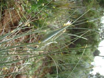Fotografia da espécie Lygeum spartum