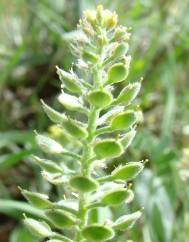 Lepidium hirtum subesp. calycotrichum