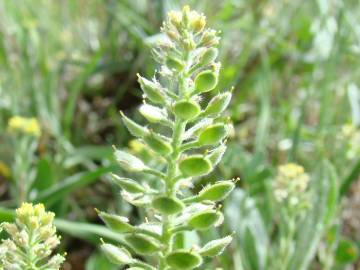 Fotografia da espécie Lepidium hirtum subesp. calycotrichum