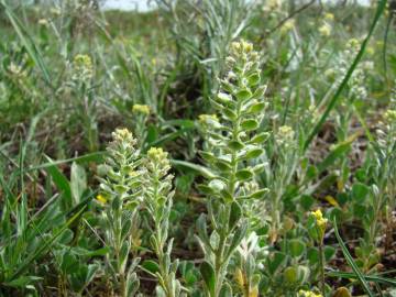 Fotografia da espécie Lepidium hirtum subesp. calycotrichum