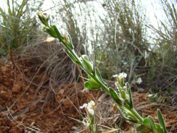 Fotografia da espécie Lepidium hirtum subesp. calycotrichum