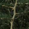 Fotografia 24 da espécie Asparagus albus do Jardim Botânico UTAD