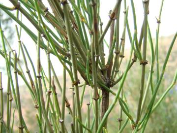 Fotografia da espécie Ephedra fragilis subesp. fragilis