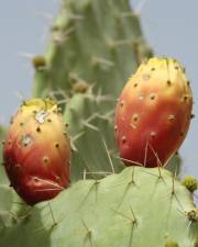 Fotografia da espécie Opuntia maxima