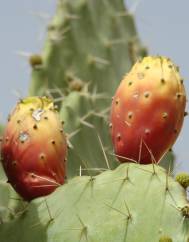 Opuntia maxima