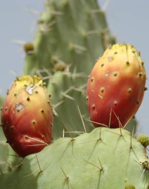 Fotografia 1 da espécie Opuntia maxima no Jardim Botânico UTAD