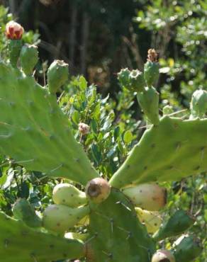 Fotografia 3 da espécie Opuntia maxima no Jardim Botânico UTAD