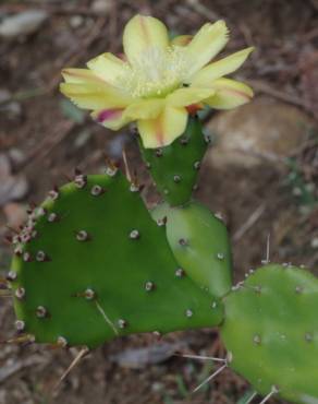 Fotografia 4 da espécie Opuntia maxima no Jardim Botânico UTAD