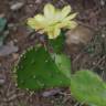 Fotografia 4 da espécie Opuntia maxima do Jardim Botânico UTAD