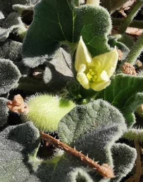 Fotografia 9 da espécie Ecballium elaterium subesp. elaterium no Jardim Botânico UTAD