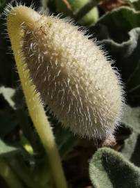 Fotografia da espécie Ecballium elaterium subesp. elaterium