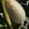 Fotografia 10 da espécie Ecballium elaterium subesp. elaterium do Jardim Botânico UTAD