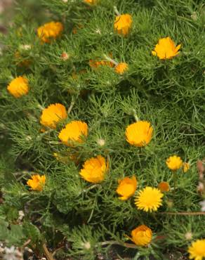 Fotografia 3 da espécie Cladanthus arabicus no Jardim Botânico UTAD